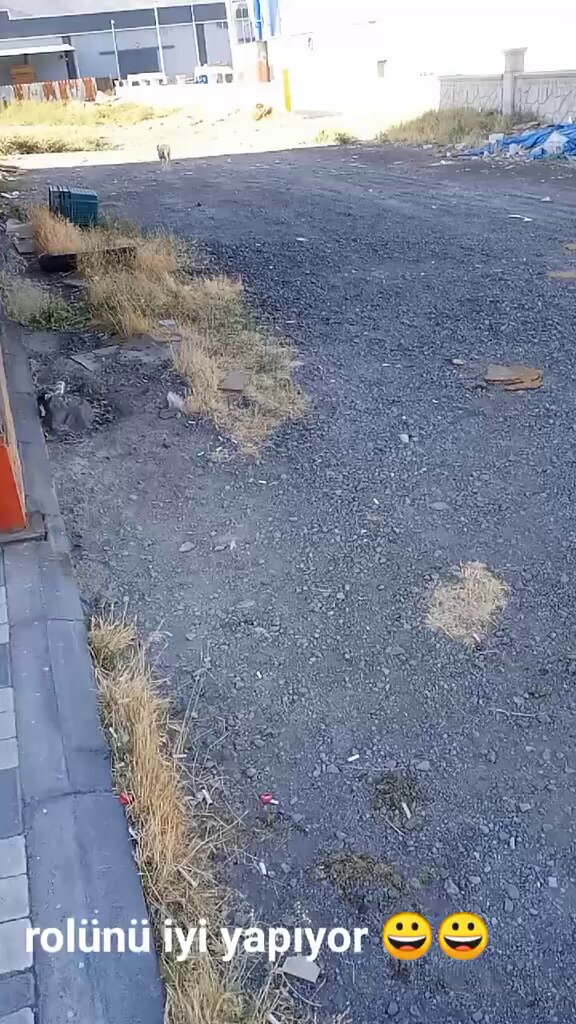 Kayseri'de Köpek Maması İçin Tatlı Anlamlı Mücadele
