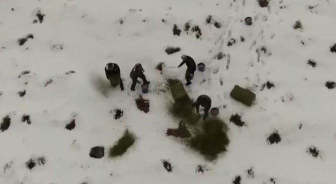 Karlı kaplı dağlara yabani hayvanlar için yem bırakıldı