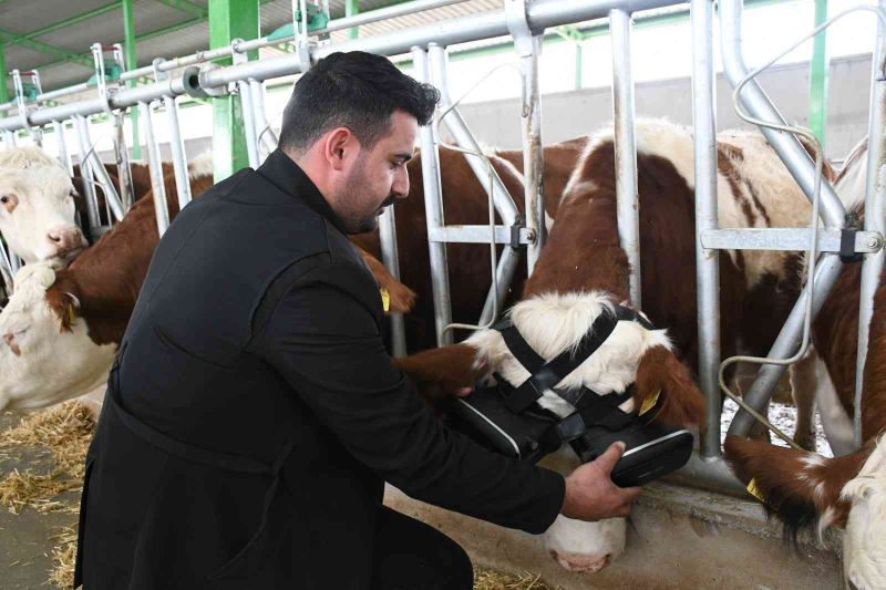 Sanal gerçeklik gözlüğüyle ineklerin süt verimliliği arttı