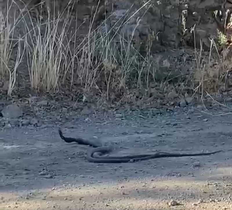 Elazığ’da 1,5 metrelik yılanların dansı kameraya yansıdı