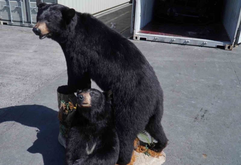 Polonya’da konteynerde doldurulmuş Amerikan kara ayıları ele geçirildi