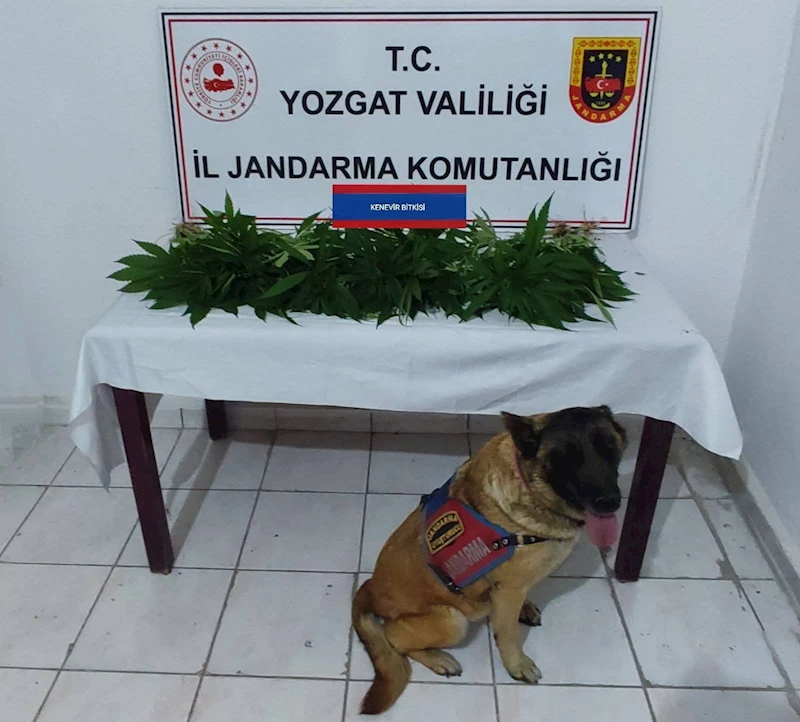 Yozgat İl Jandarma Komutanlığı Uyuşturucu Operasyonu
