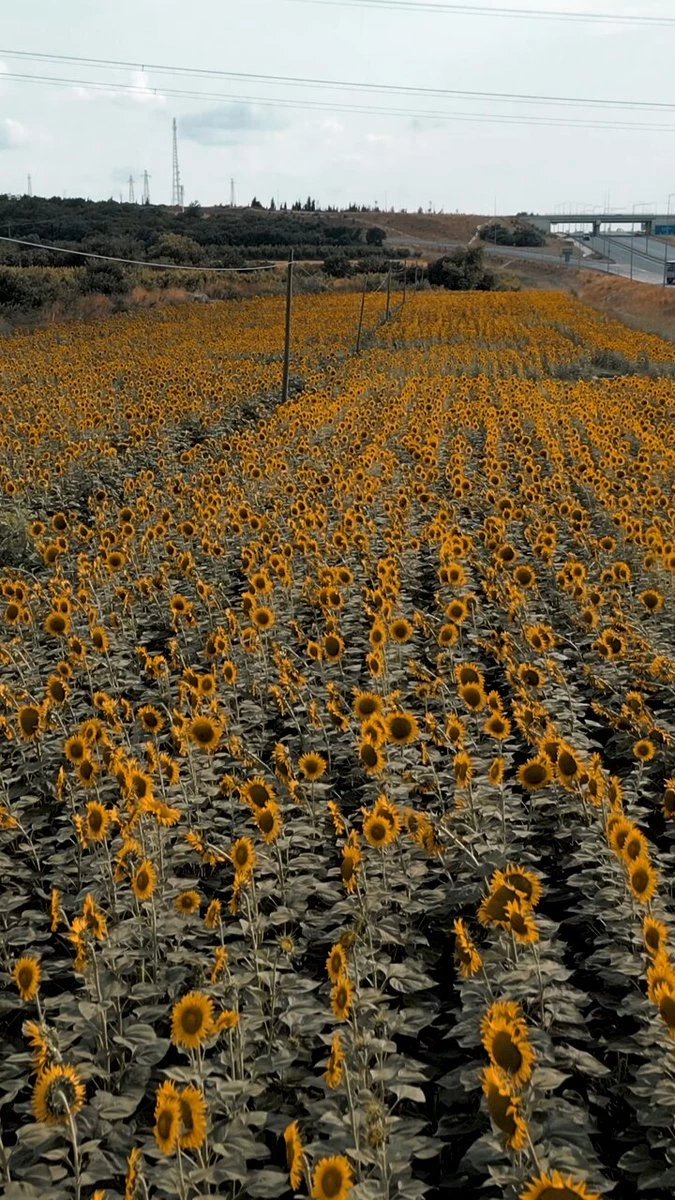 Türkiye Kültür Yolu Festivali Çanakkale